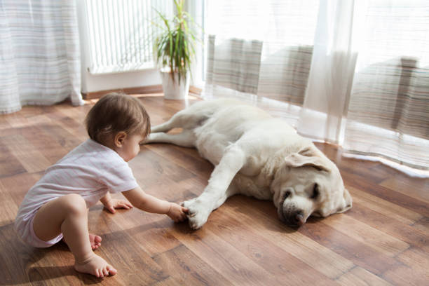 Pet friendly floor | Carpet Your World